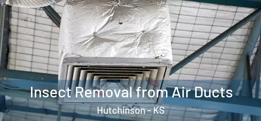 Insect Removal from Air Ducts Hutchinson - KS